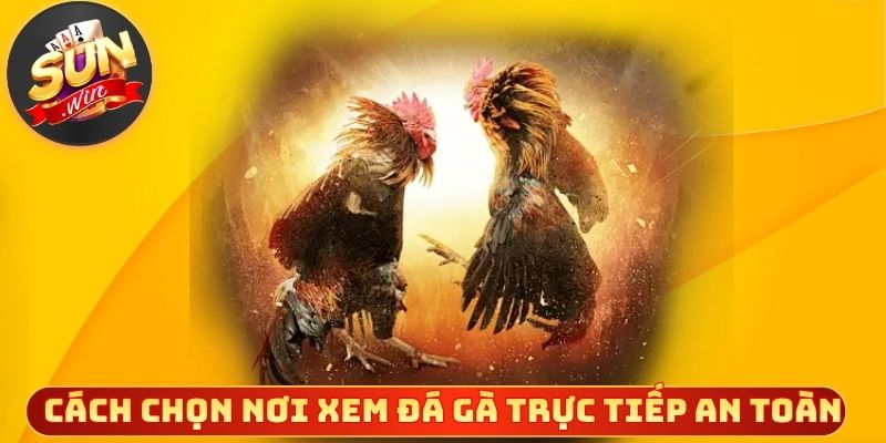 Cách chọn nơi xem đá gà trực tiếp an toàn