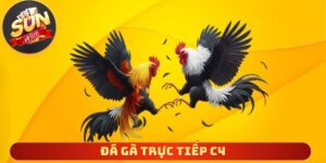 Đá Gà Trực Tiếp C4