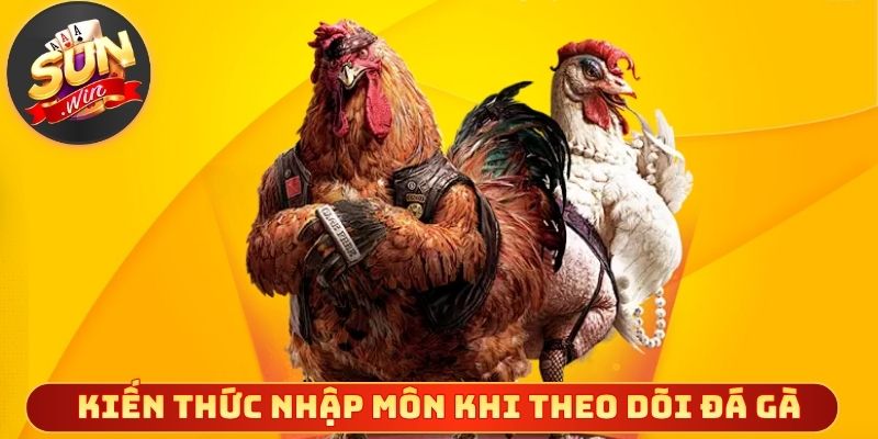 Kiến thức nhập môn khi theo dõi đá gà trực tiếp C4