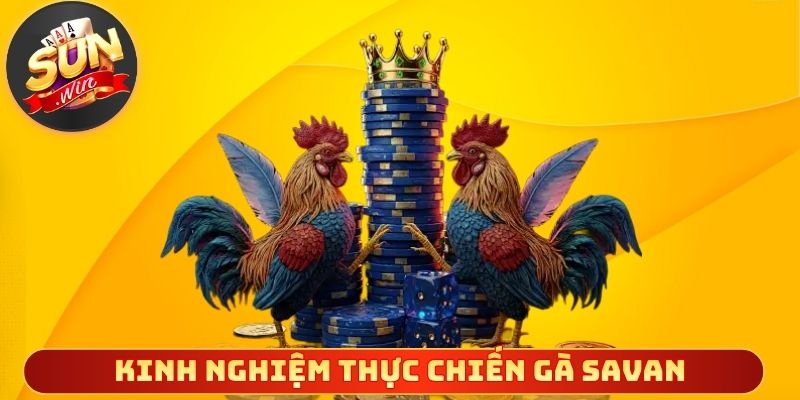 Kinh nghiệm thực chiến gà Savan dễ áp dụng