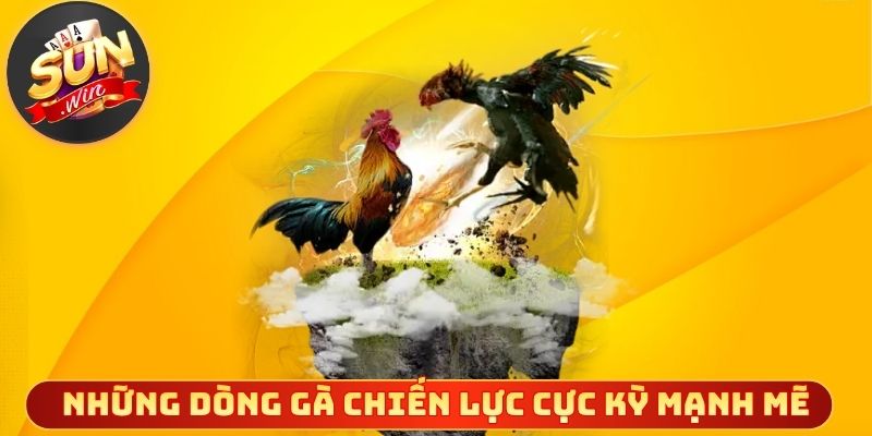 Những dòng gà chiến lực cực kỳ mạnh mẽ và tinh nhuệ