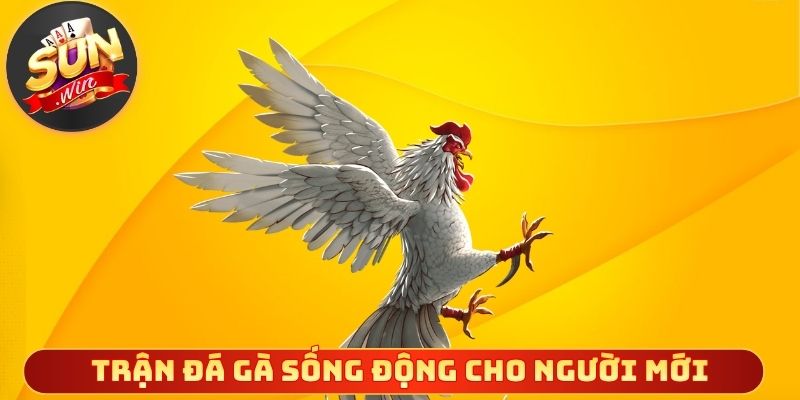 Trận đá gà sống động cho người mới dễ theo dõi