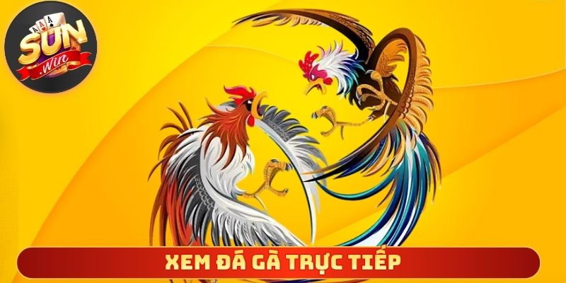 Xem Đá Gà Trực Tiếp