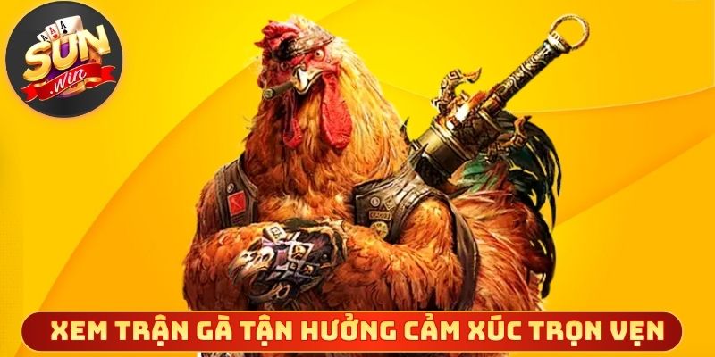 Xem trận gà hay tận hưởng cảm xúc trọn vẹn