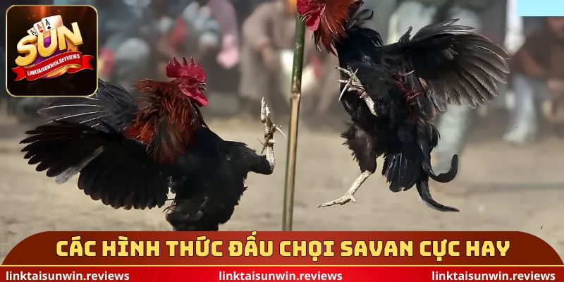 Các hình thức đấu chọi savan cực hay