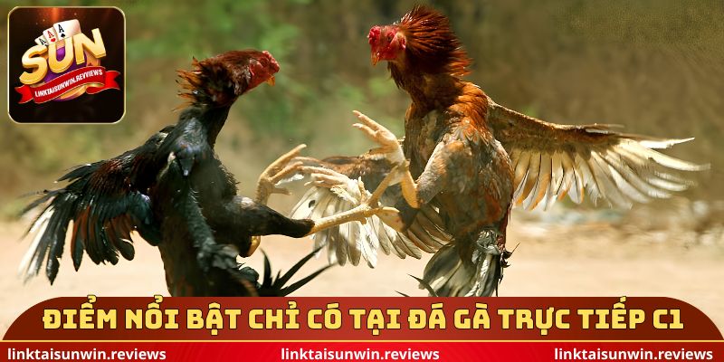 Điểm nổi bật chỉ có tại đá gà trực tiếp C1