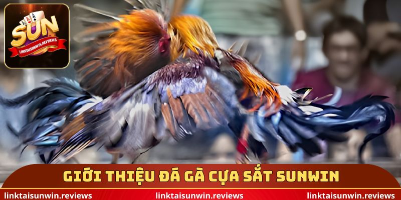 Giới thiệu đá gà cựa sắt sunwin