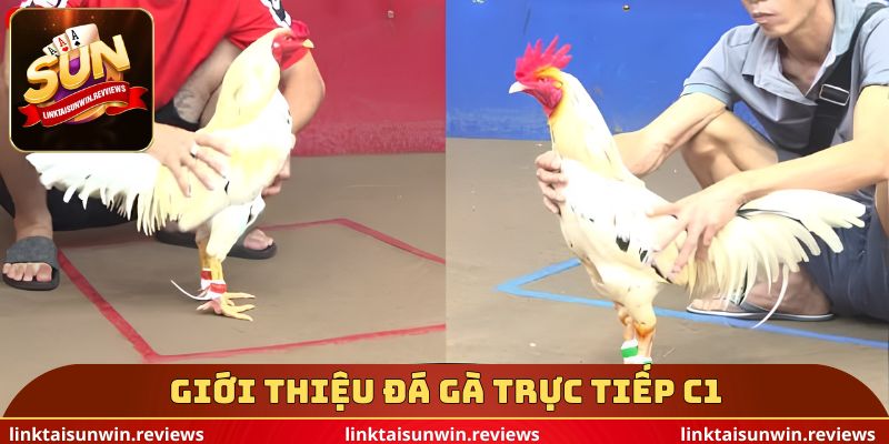 Giới thiệu đá gà trực tiếp c1