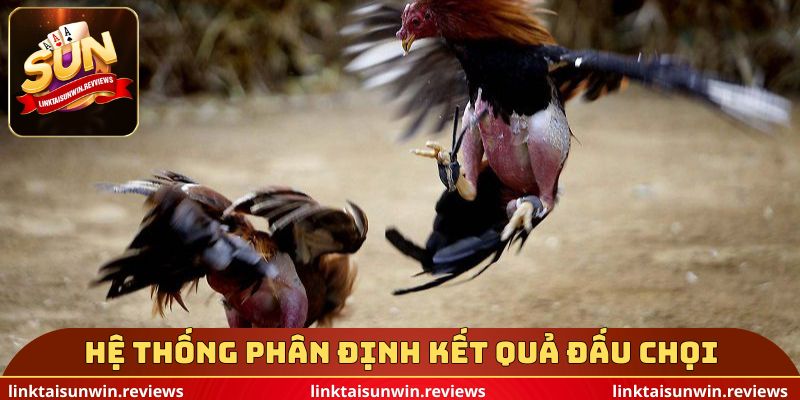 Hệ thống phân định kết quả đấu chọi