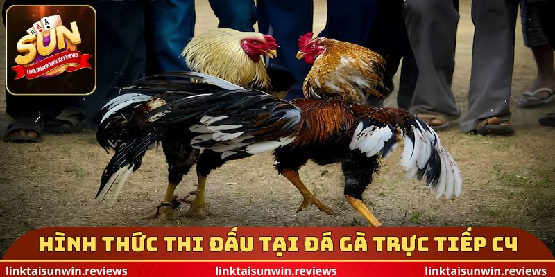 Hình thức thi đấu tại đá gà trực tiếp c4