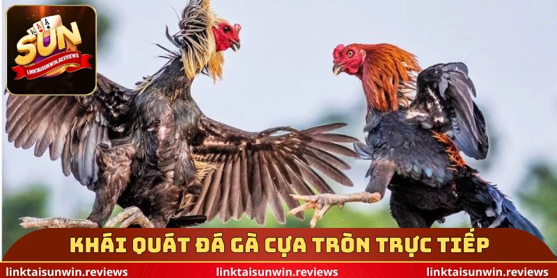 Khái quát đá gà cựa tròn trực tiếp