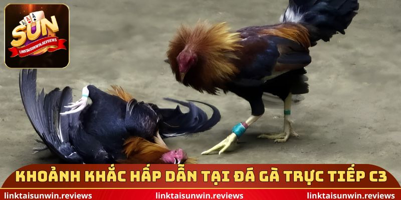 Khoảnh khắc hấp dẫn tại đá gà trực tiếp c3