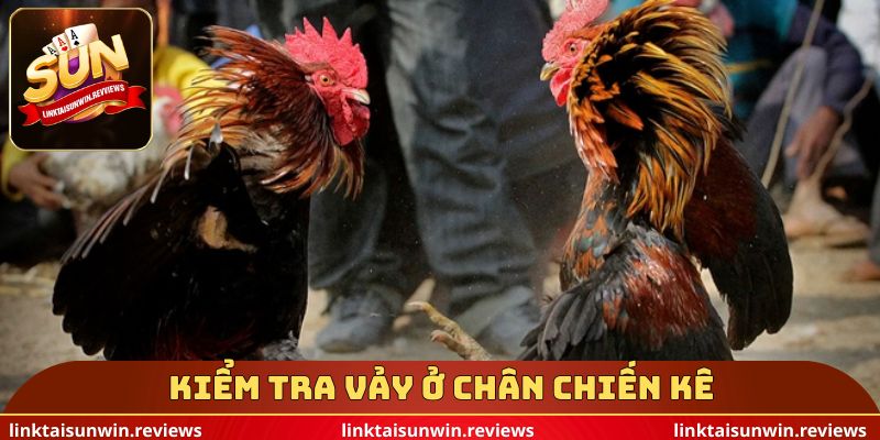 Kiểm tra vảy ở chân chiến kê