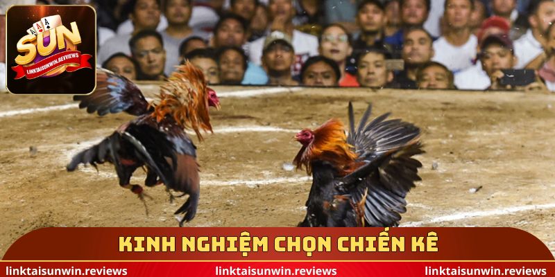Kinh nghiệm chọn chiến kê