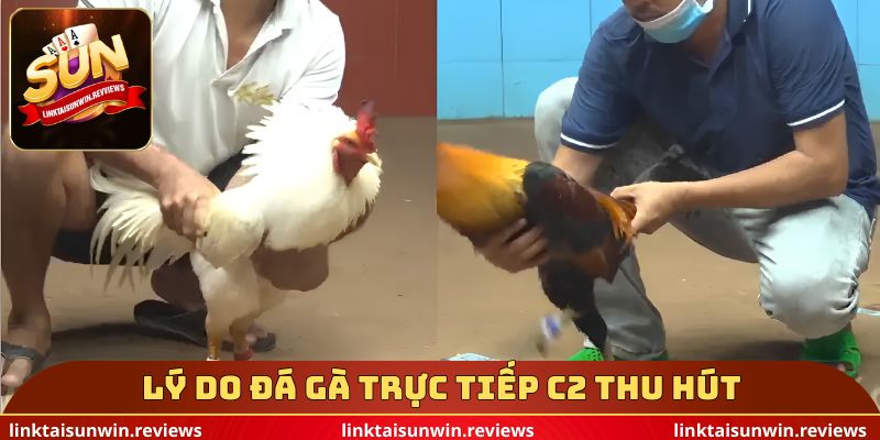 Lý do đá gà trực tiếp c2 thu hút
