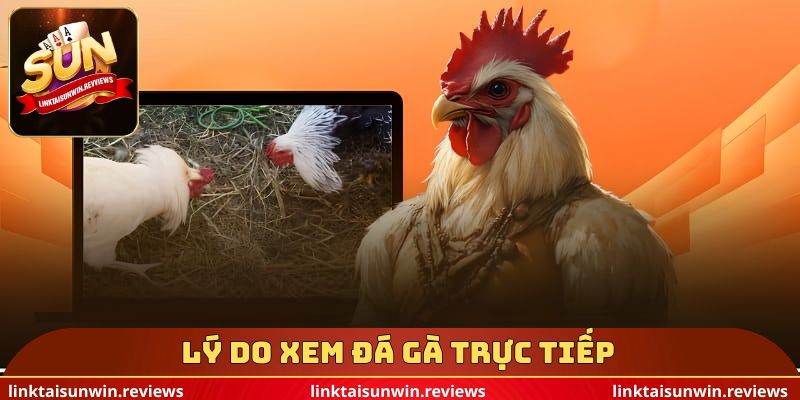 Lý do xem đá gà trực tiếp