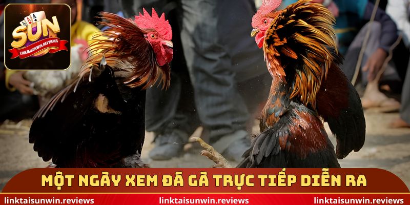 Một ngày xem đá gà trực tiếp diễn ra