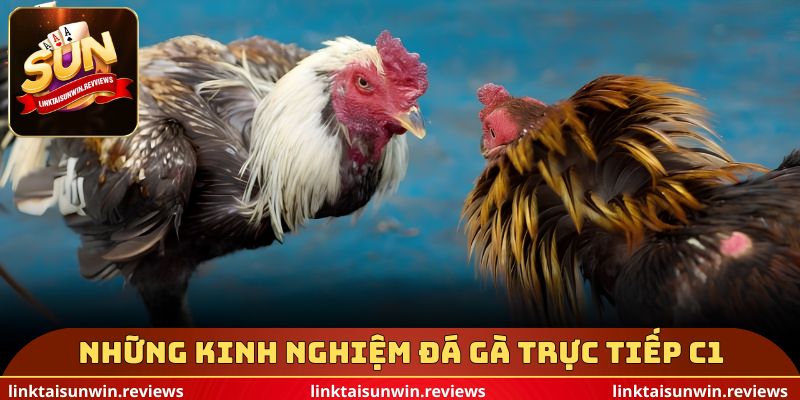 Những kinh nghiệm đá gà trực tiếp c1