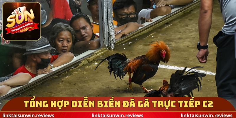 Tổng hợp diễn biến đá gà trực tiếp c2
