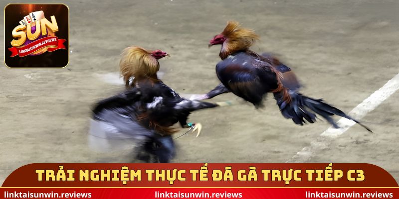 Trải nghiệm thực tế đá gà trực tiếp c3