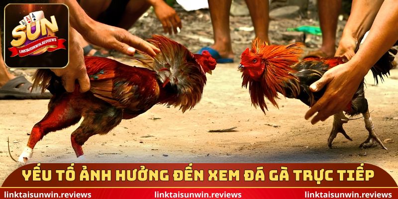 Yếu tố ảnh hưởng đến xem đá gà trực tiếp