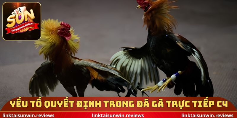 Yếu tố quyết định trong đá gà trực tiếp c4
